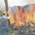 Feuerbrandbekämpfung: Befallenes Schnittgut wird verbrannt