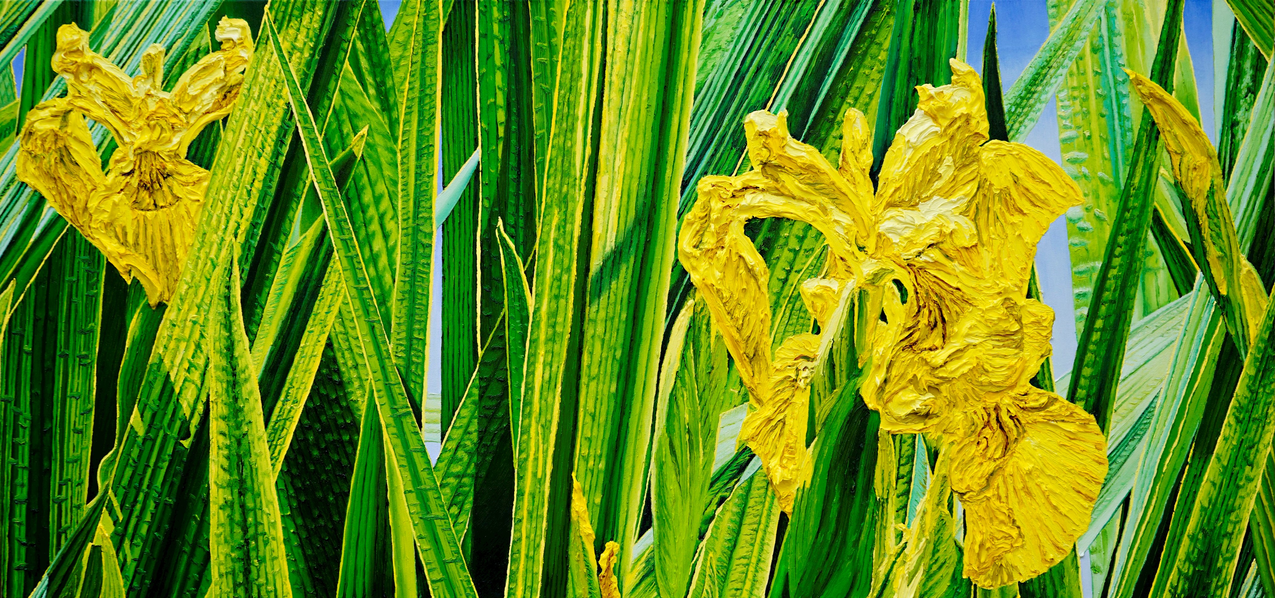 Sumpfschwertlilie, Iris pseudacorus, 80x170cm, Öl auf Leinwand, 2023