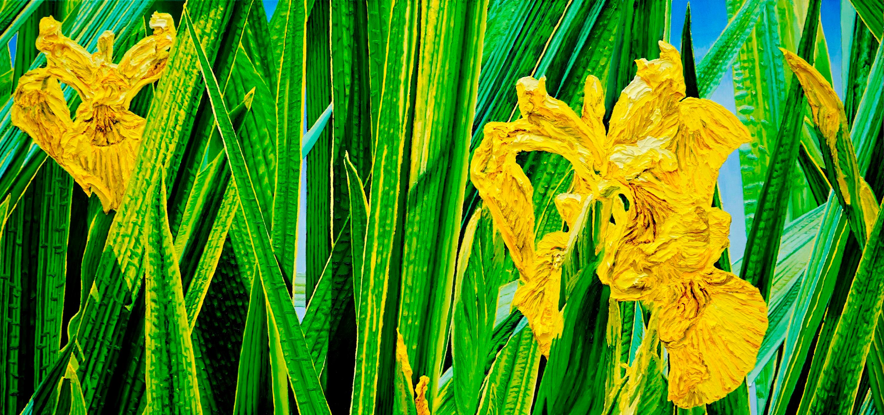 Sumpfschwertlilie, Iris pseudacorus, 80x170cm, Öl auf Leinwand, 2023