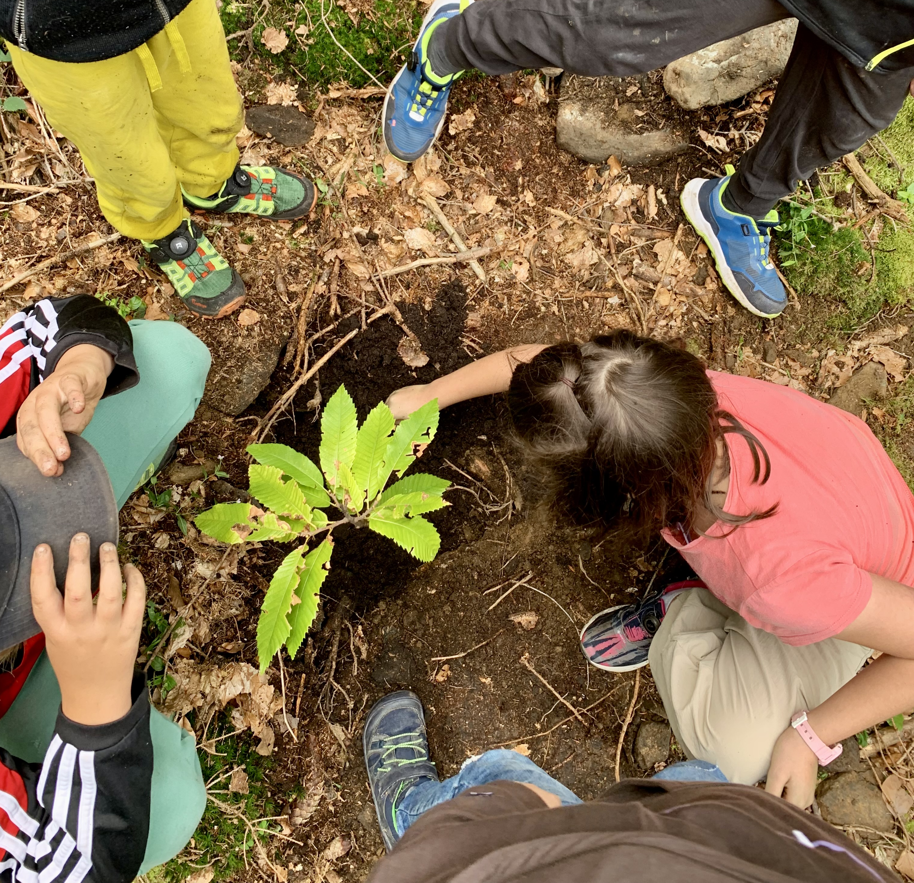 Die jungen Teilnehmenden durften bei der Ferienaktion eigenhändig einen Baum pflanzen