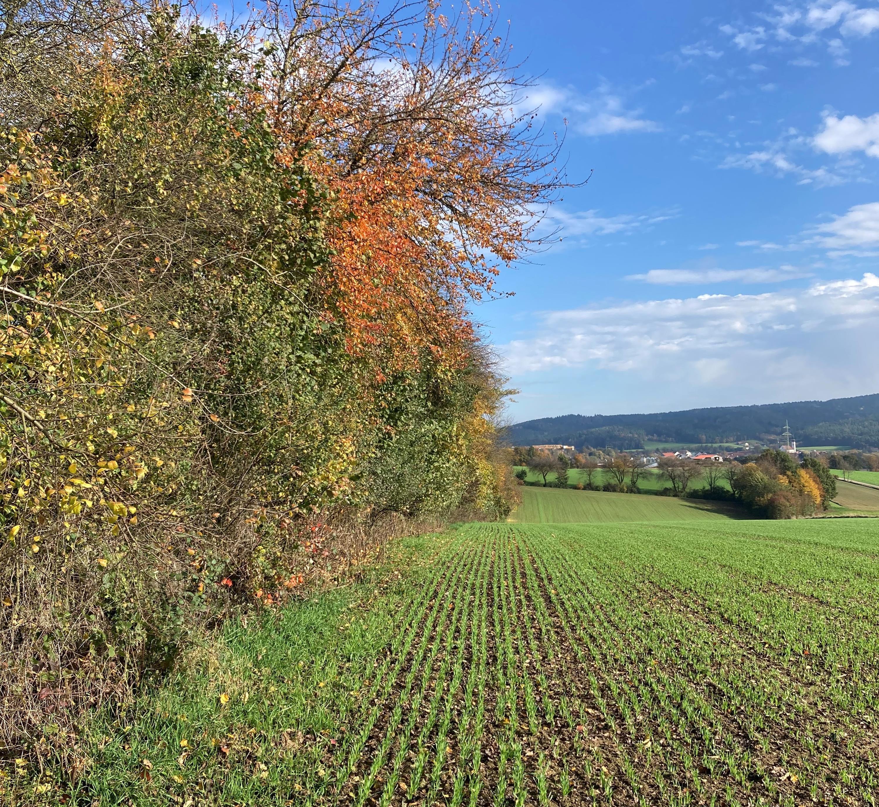 Zur Pressemeldung Richtige Heckenpflege